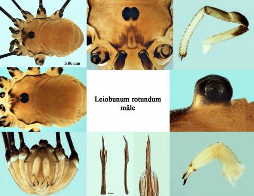 Réf. 195 629 : Leiobunum rotundum